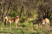 impala (2)